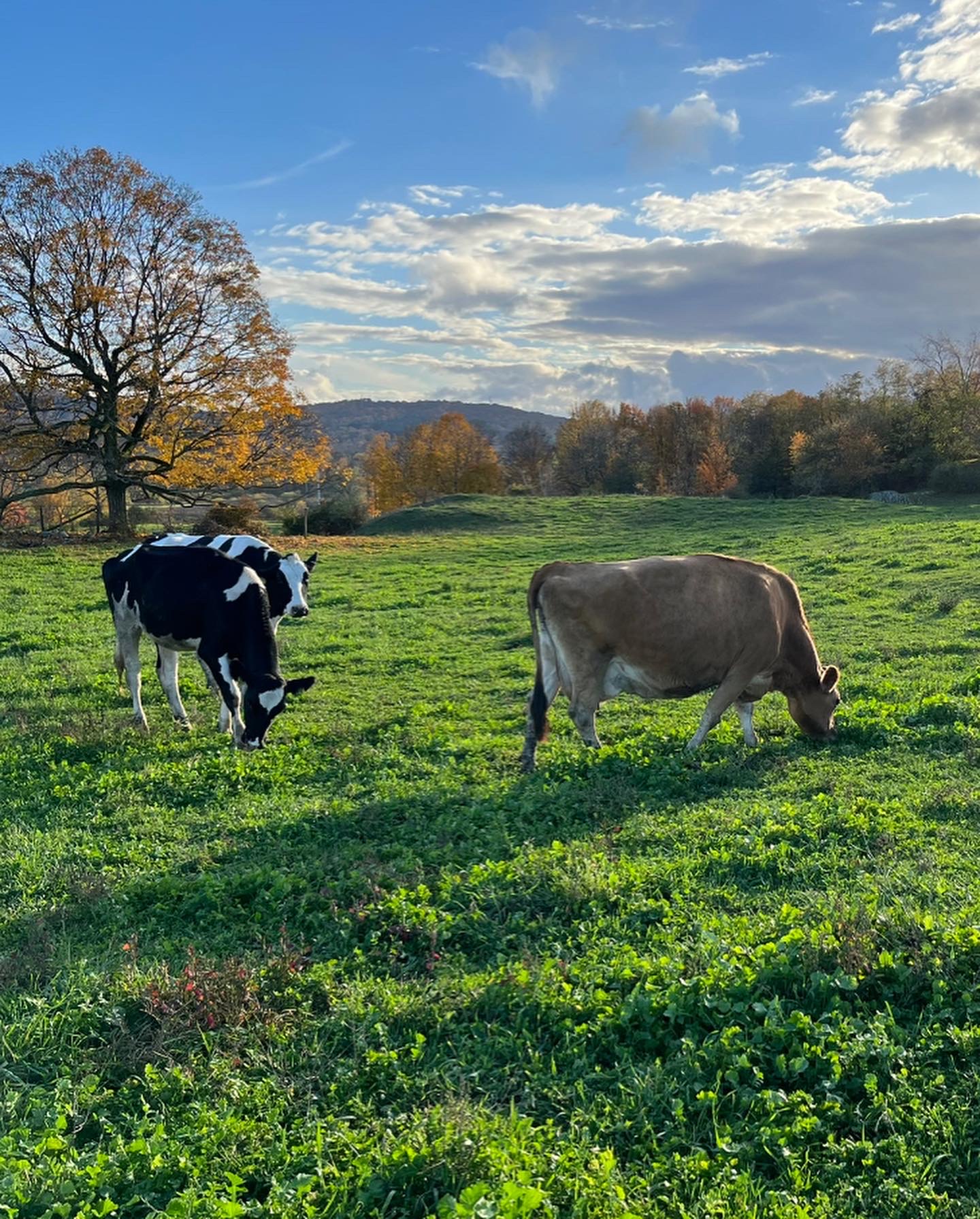 Two cows grazing in a green pasture under a blue sky with scattered clouds, surrounded by autumn foliage in the background.