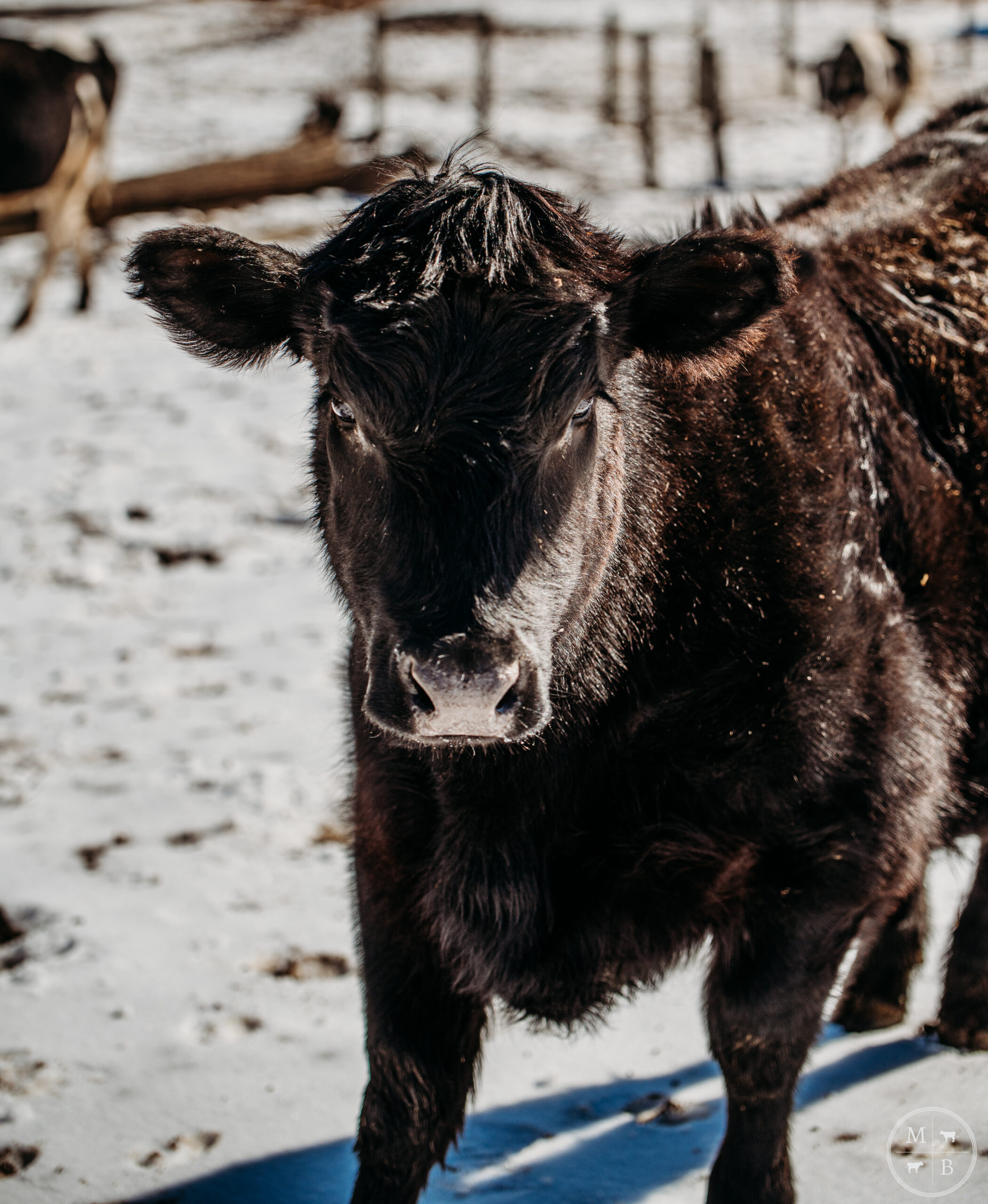 Black calf standing in snowy pasture, looking directly at the camera with a blurred background of other cows and farm scenery.